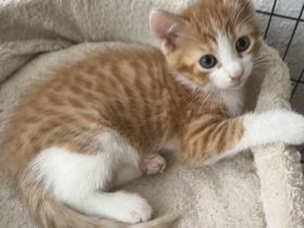 Verschmuster Bkh mix Kater rot weiß sehr sehr anhänglich ab sofort