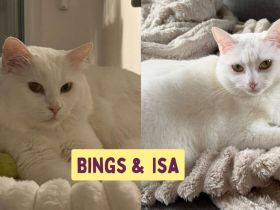 Bings: Eine schüchterne Seele sucht Vertrauen