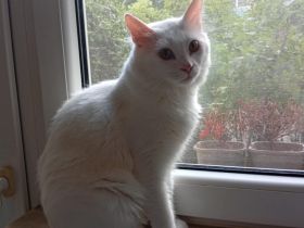 Bings: Eine schüchterne Seele sucht Vertrauen