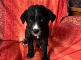 Raffa – Fröhlicher Wirbelwind