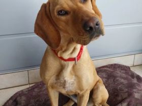 Dalia sucht ihr Herzenszuhause