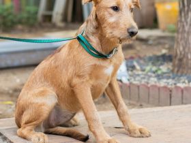 Miimi- Kleines Hundemädchen möchte die Welt entdecken