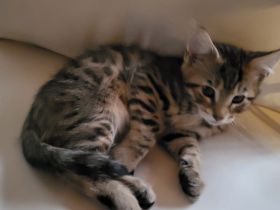 ❤️ Wunderschönes MaineCoon-Bengal Mix Kitten ❤️