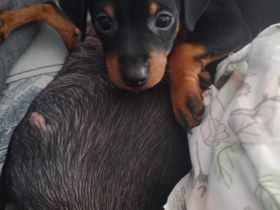 🐾 Zwergpinscher-Welpen – 2 süße Babys suchen liebevolles Zuhause ❤️