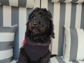 Kleinpudel sucht Zuhause