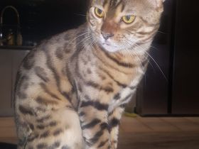 BENGAL DECKKATER