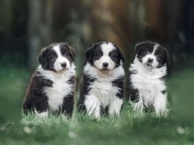 Reinrassige Australian Shepherd Welpen mit Papieren
