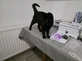 Kater sucht dringend ein Zuhause!