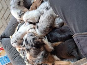 "Eleven Stars on 25"