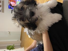 Malteser - Mavaneser