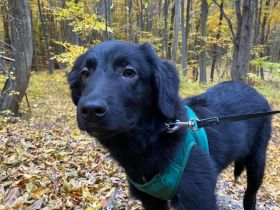 Aktiver Rollo sucht liebevolle und konsequente Menschen