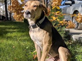 Hazel sucht ruhigen, liebevollen Zuhausezel