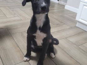 Raya sucht ein liebevolles Zuhause