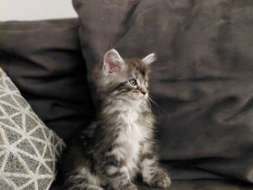 Wunderschöne Maine coon kitten