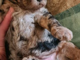 Zwergpudel Welpe weiblich