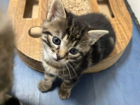 Zuckersüße Kätzchen mit weißen Söckchen suchen ihr Traumzuhause!