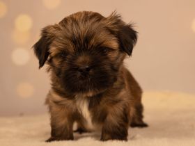 reinrassiger Lhasa apso Welpe