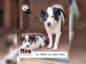Mama MIRA sucht ihr für immer Zuhause