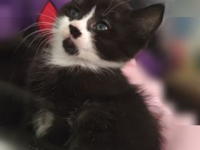 Kitten MaineCoon Bengal Mix