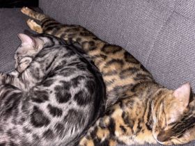Zwei Bengal-Katzen suchen ein liebevolles Zuhause!