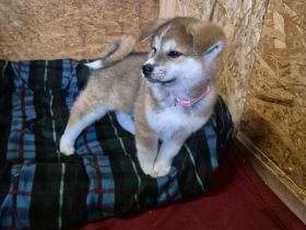 Hübsche Akita Inu Welpen