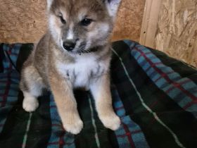 Hübsche Akita Inu Welpen