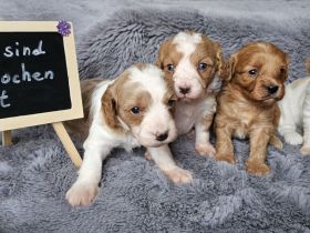 Cavapoo Welpen Pudel Cavalier King Charles