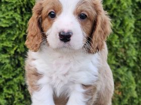 Cavapoo Welpen Pudel Cavalier King Charles