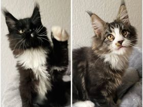 2 wunderschöne Maine Coon Kater (13 Wochen) in liebevolle Hände abzugeben