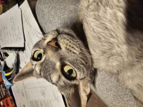 Devon Rex Kater 1,5 Jahre kastriert