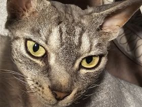 Devon Rex Kater 1,5 Jahre kastriert