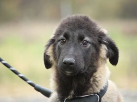 Gela sucht ihr Glück...