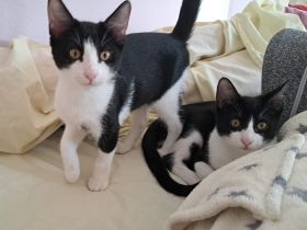 Frappé & Latte – Zwei kleine Seelen suchen ihr großes Glück  (Nur zusammen / Wohnungshaltung)