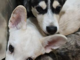 Mischlingswelpen  suchen ein liebevolles  Zuhause