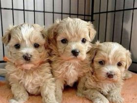 Maltipoo-Welpen, 3 verfügbar