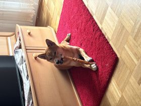 Shiba inu 10 Monate alt