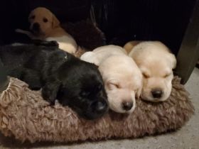 Reinrassige Labradorwelpen mit Papieren DRC/VDH/FCI