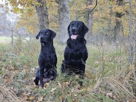 Reinrassige Labradorwelpen mit Papieren DRC/VDH/FCI