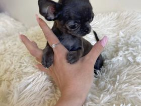 Mini Chihuahua blaue Hündin