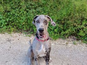 Deutsche Dogge sucht neues Zuhause