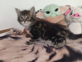 Cashmere Bengal x Maine Coon