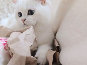 Junge BKH Katze (w) abzugeben