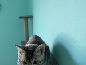 Silberner Bengalkater ( 13 Wochen )