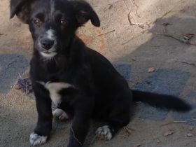 Welpe Anny / weiblich / derzeit noch in Griechenland / vorgemerkt