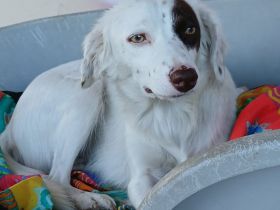 Junghündin Moly / kastriert / demnächst in einer Pflegestelle in 24594 Hohenwestedt (Schleswig-Holst