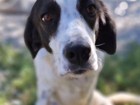 Notfellchen Iris / weiblich, kastriert / derzeit noch in Griechenland