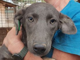 Flora, hübsche, aufgeschlossene Junghündin, die auf ihre Chance wartet, 11 Monate, 41 cm