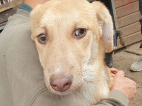 Gretchen, sensible, zutrauliche Junghündin wird im richtigen Zuhause schnell aufblühen, 1Jahr, 38 cm