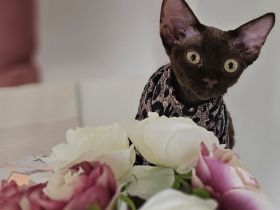 Zwei sehr liebe Katzen