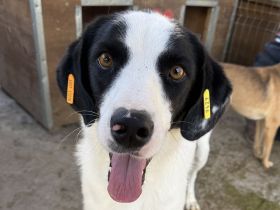 Neisha, bildschöne, zutrauliche Hündin sucht ein freundliches, gerne aktives Zuhause, 3 J, 61 cm